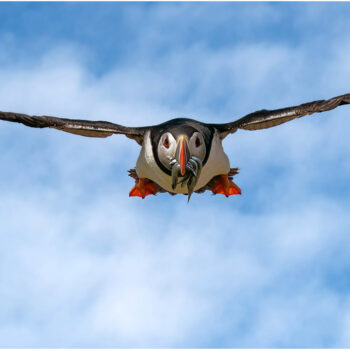 Incoming Puffin 185 C1