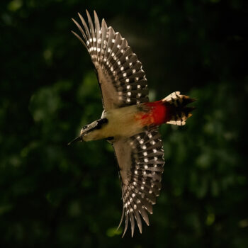 Woodpecker in flight 209 C2
