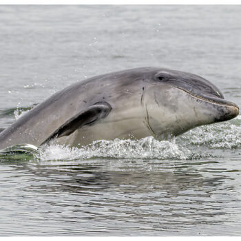 Dolphin Chanonry Point 216 C2