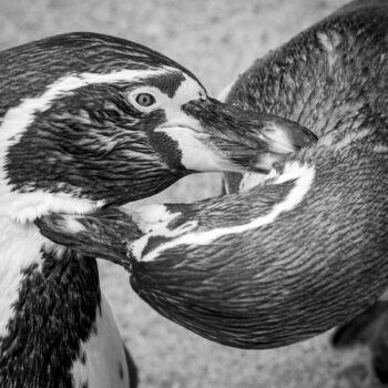 Luvin Penguins 215 M2