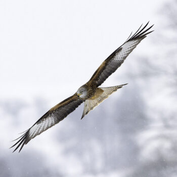 Red Kite in Snow Storm 217 C2
