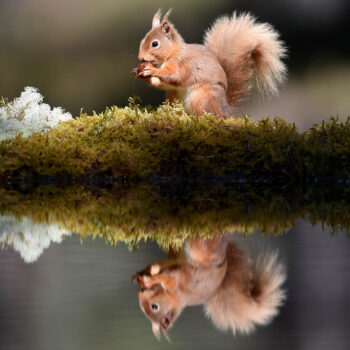 Red Squirrel at Woodland Pool 206 C2