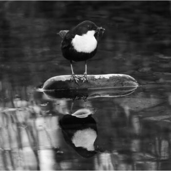 black and white dipper 009 M2