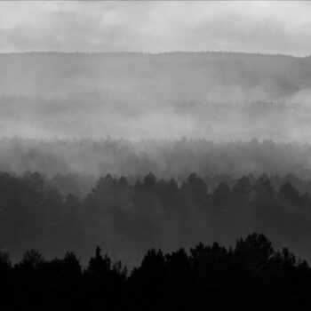Culbin Forest in Mist 188 M2