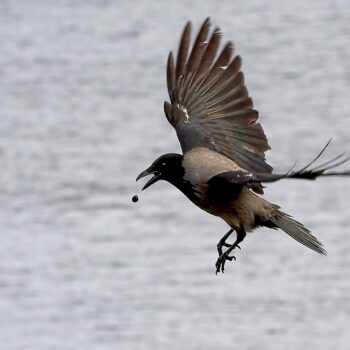 Hooded crow sorting lunch 6 C2