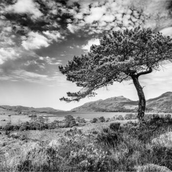 Lone Tree at Loch Maree 136 M1