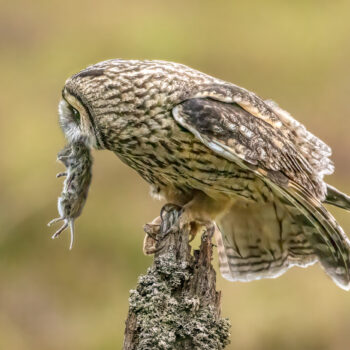 Long eared owl with vole C2