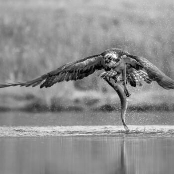 Osprey with Large Trout 155 M1