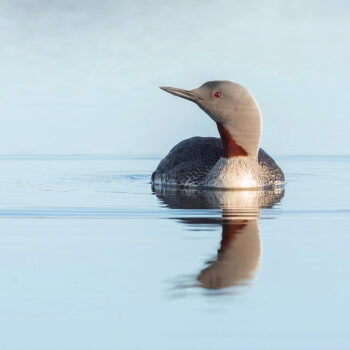 RED THROATED DIVER 217 C2