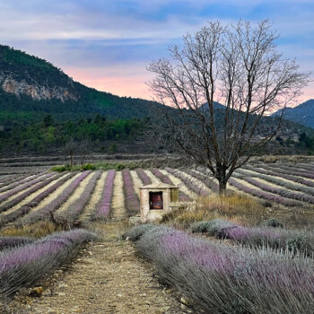 Looking for a lavender sale before sunset  11 C1
