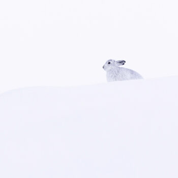 MOUNTAIN HARE IN SNOW 217 C2
