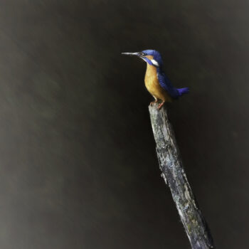 Portrait of a Kingfisher