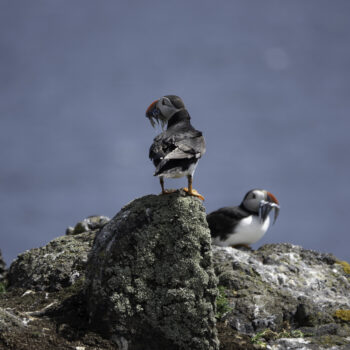 Puffins with sand eels 97 C2