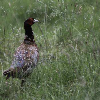 young pheasant in grass 97 C2