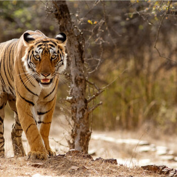 Bengal Tiger 180 C2