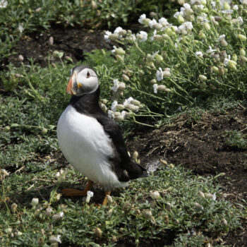 A lost Puffin 97 C2