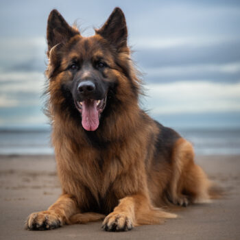 Dog on a beach 178 C1