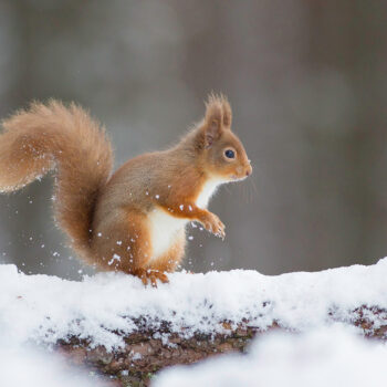Red Squirrel in Snow 217 C2