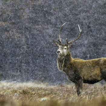 Red Deer Stag in Snow 217 C2
