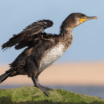 Young cormorant 209 C2