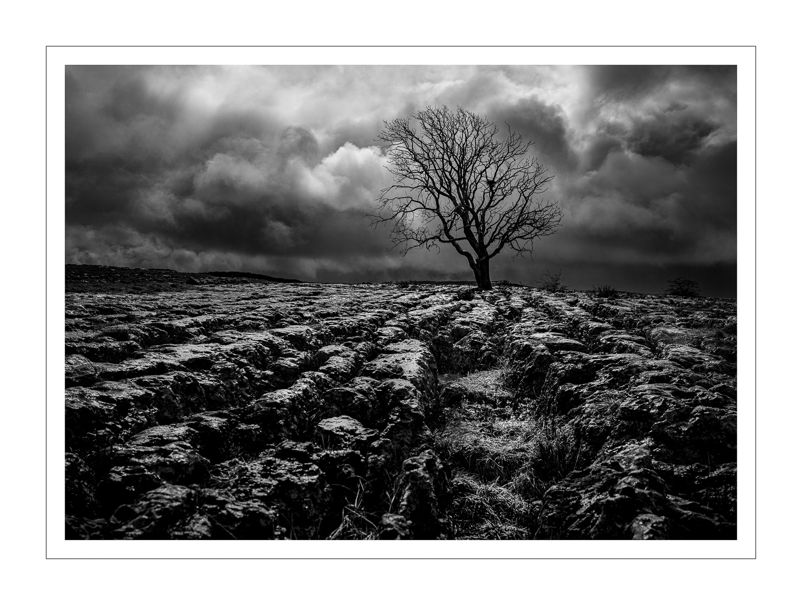 Dales tree after the rains - 11 M1