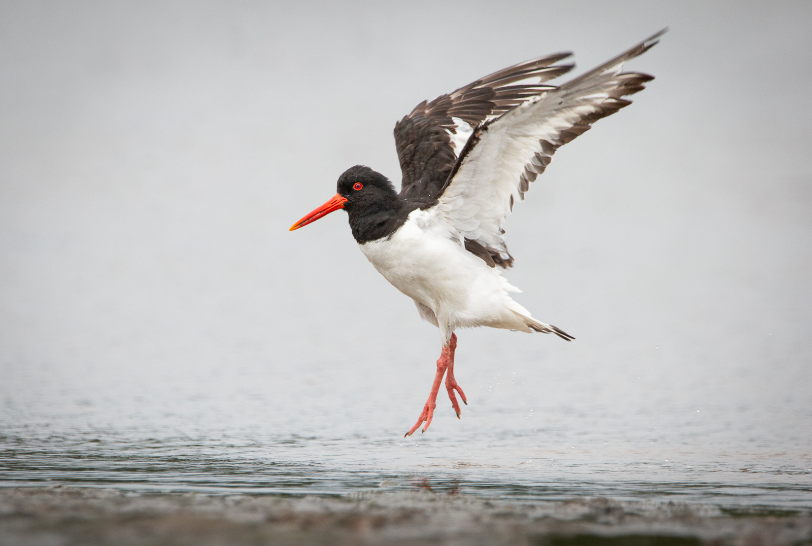 Dance of the oystercatcher 209 C2