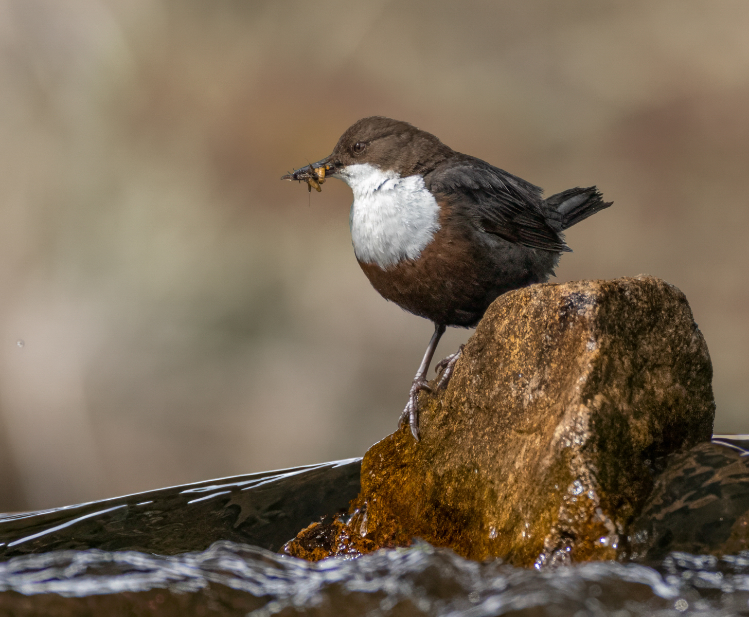 Dipper with Insects 208 C2