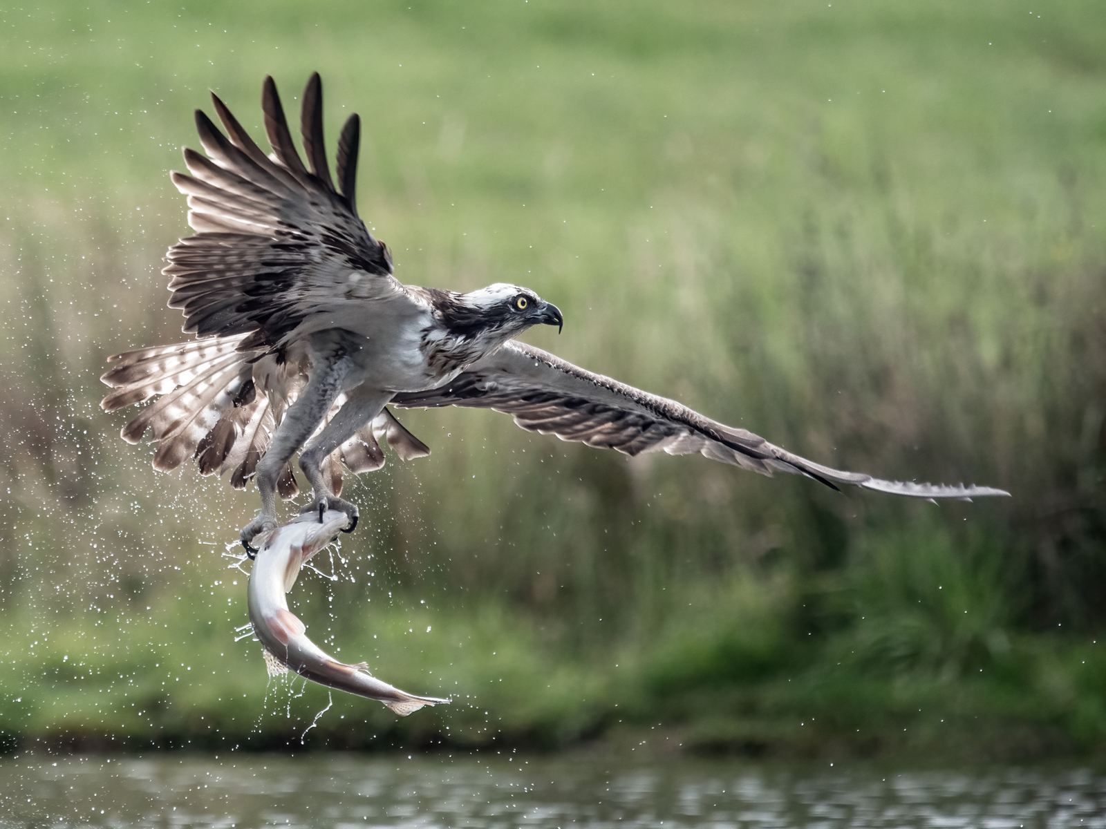 Osprey with Catch 155 C1